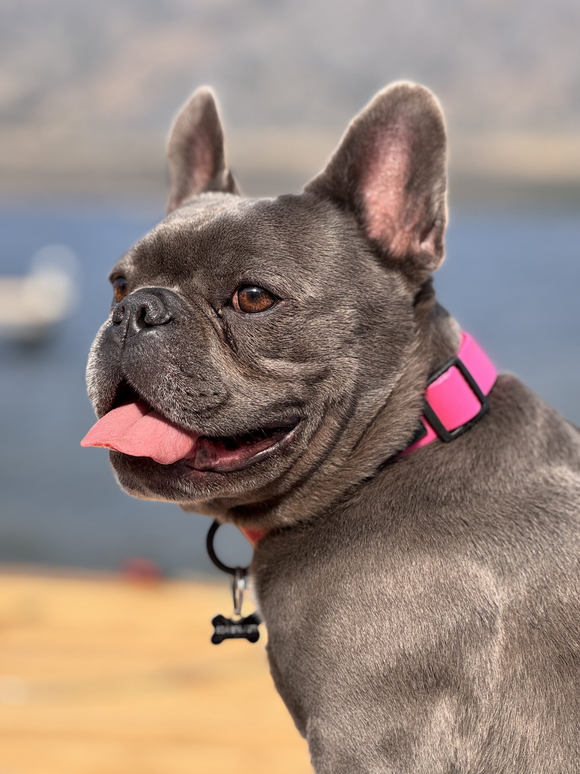 Franky – Pawvona Pet of the Month